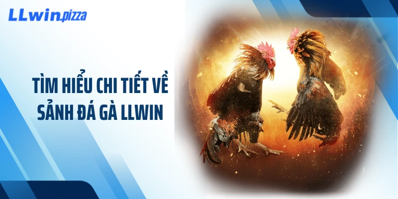 Tìm hiểu chi tiết về sảnh đá gà LLWIN